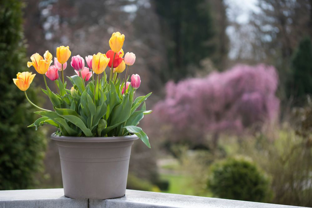 7 Steps to Care for Potted Tulips