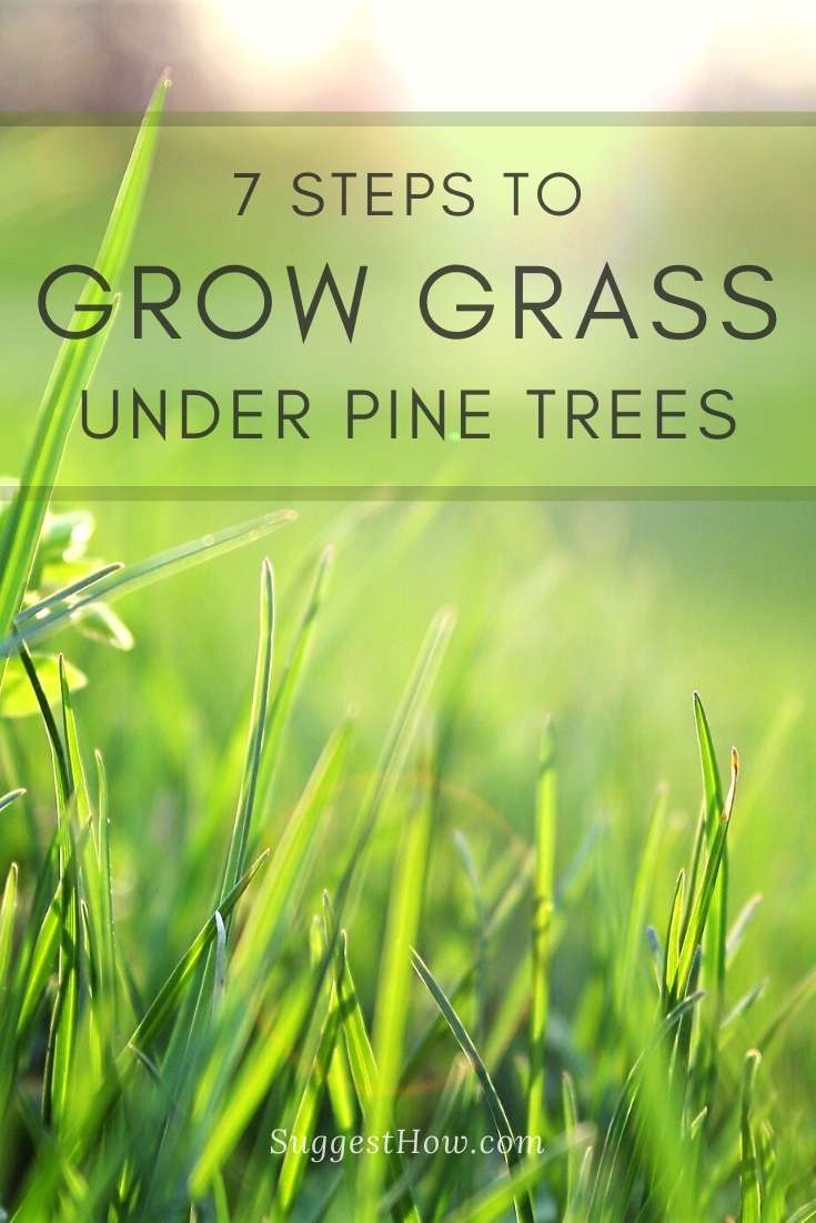 how to grow grass under pine trees