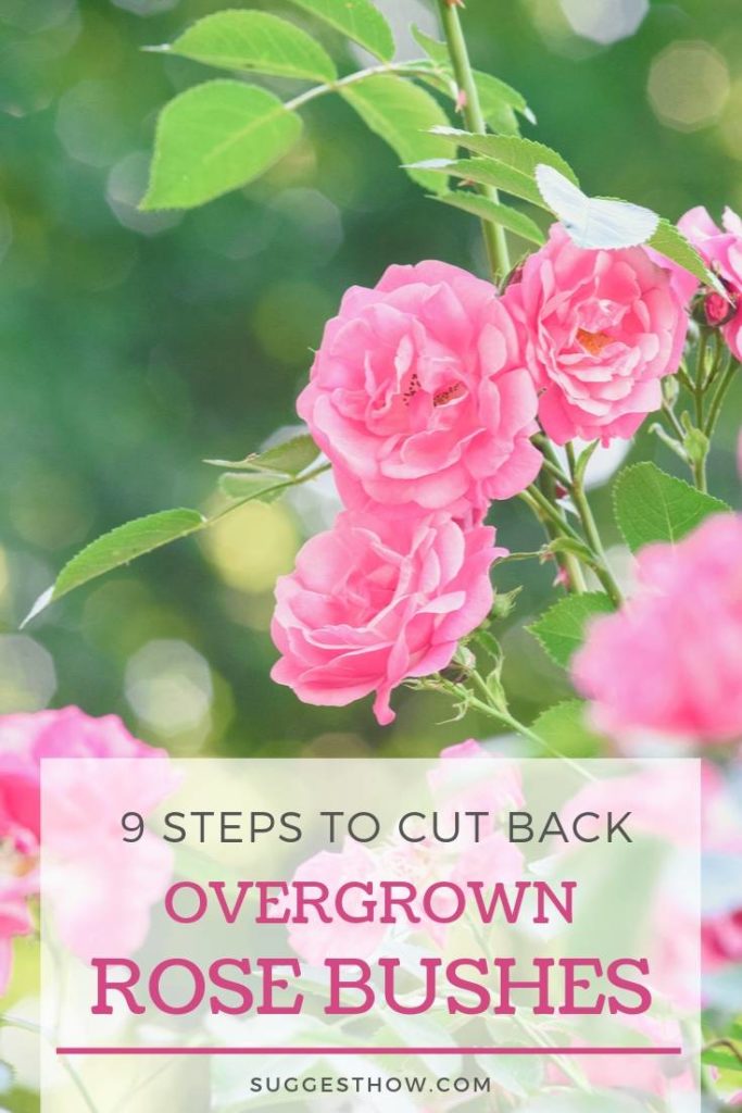 How to Cut Back Overgrown Rose Bushes