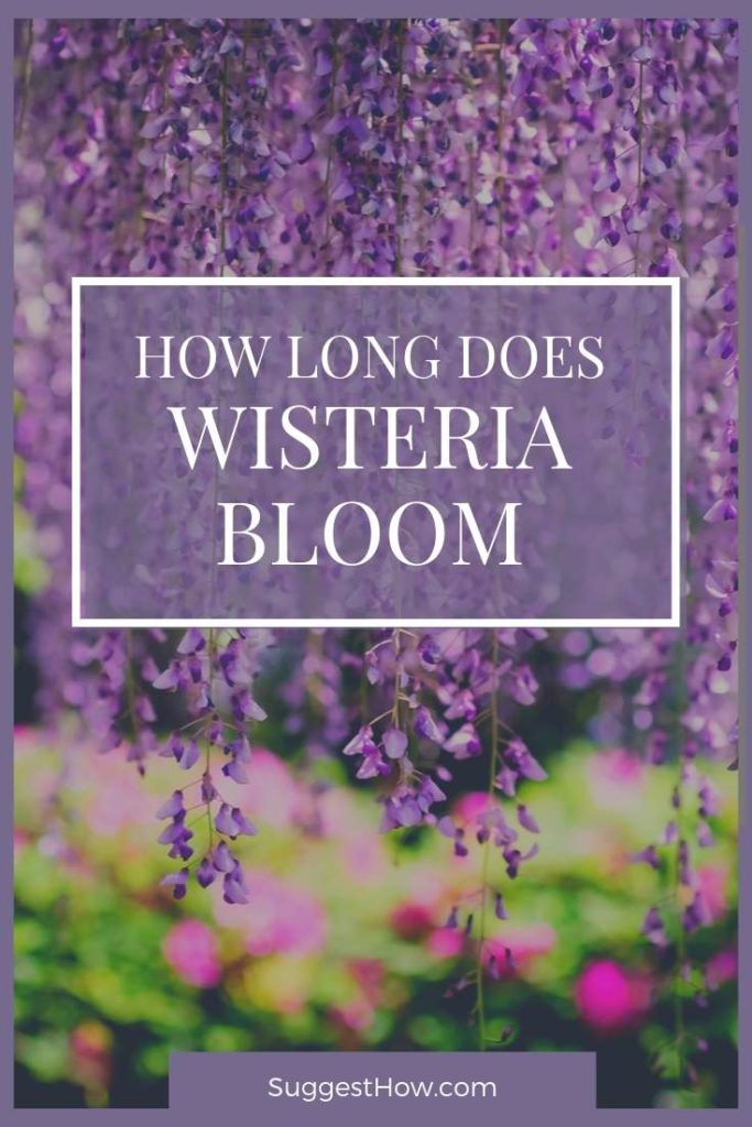 How Long Does Wisteria Bloom