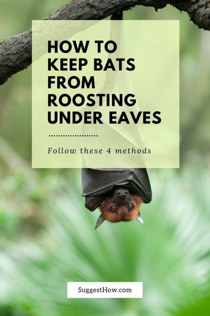 How To Keep Bats From Roosting Under Eaves