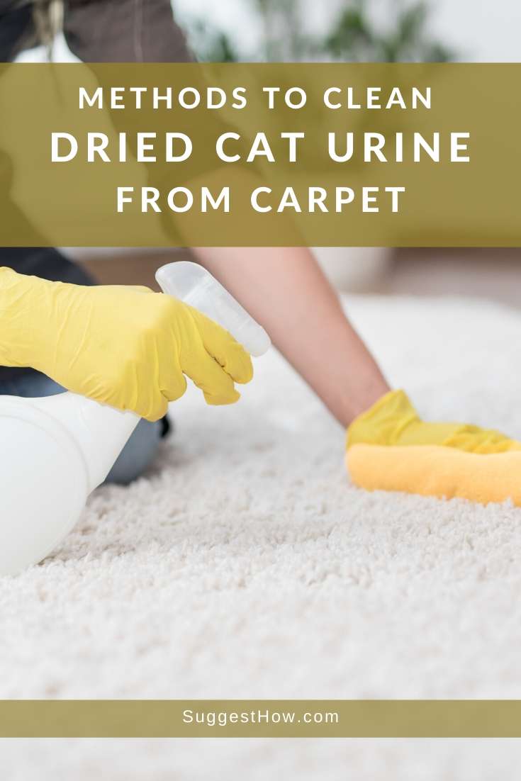 how to clean dried cat urine from carpet