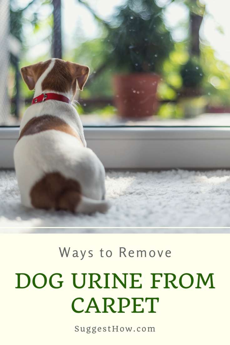 how to remove dog urine from carpet