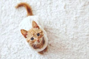 tips to clean dried cat urine from carpet