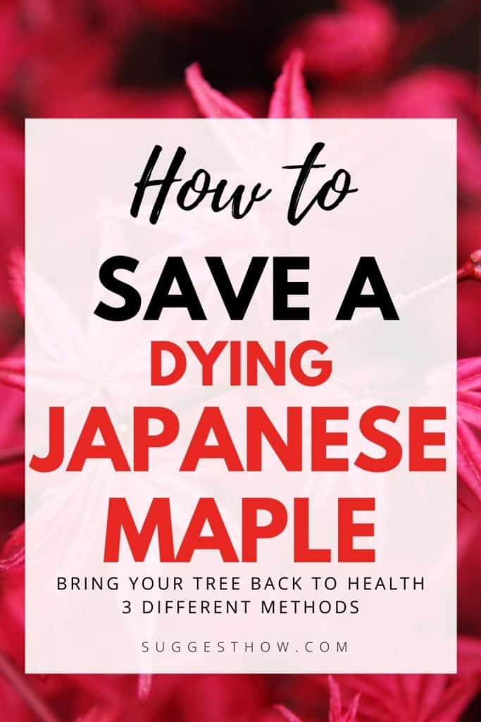 how to save a dying japanese maple tree