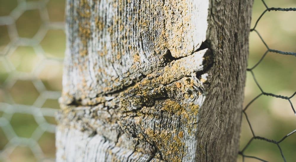 How to Build a Chicken Wire Fence with Gate StepbyStep Guide