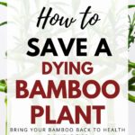 how to save a dying bamboo plant
