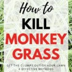 how to kill monkey grass
