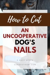 How to Cut an Uncooperative Dog’s Nails