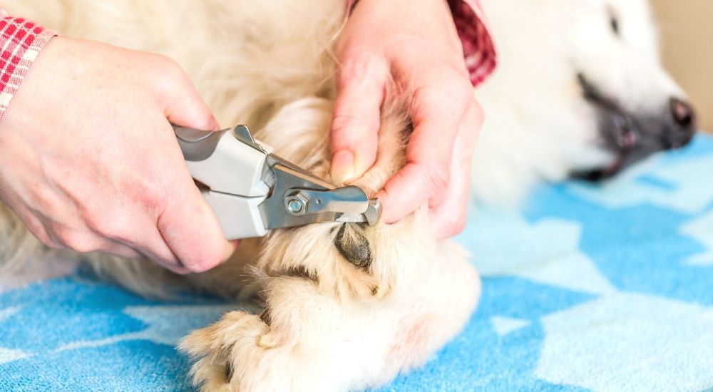 How to Cut an Uncooperative Dog’s Nails