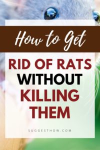 How to Get Rid of Rats Without Killing Them