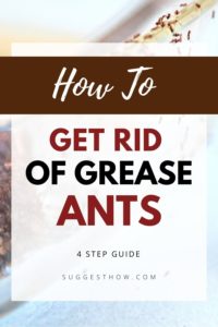 How to Get Rid of Grease Ants