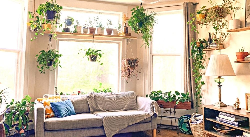 How to Water Indoor Hanging Plants 4 Easy Ways